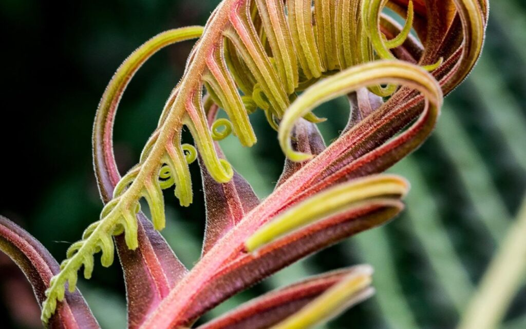 A fern opening up in spring at the Como Conservatory Fern Room in St. Paul, MN.